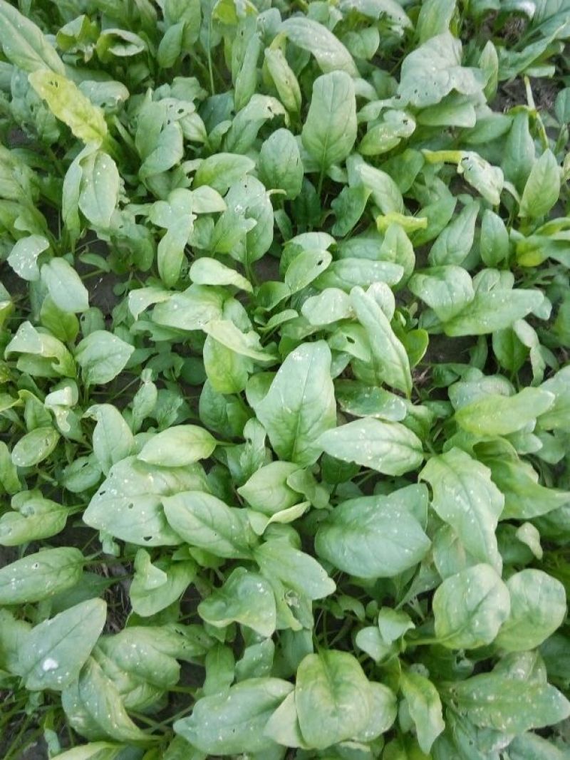 大叶菠菜20~25厘米
