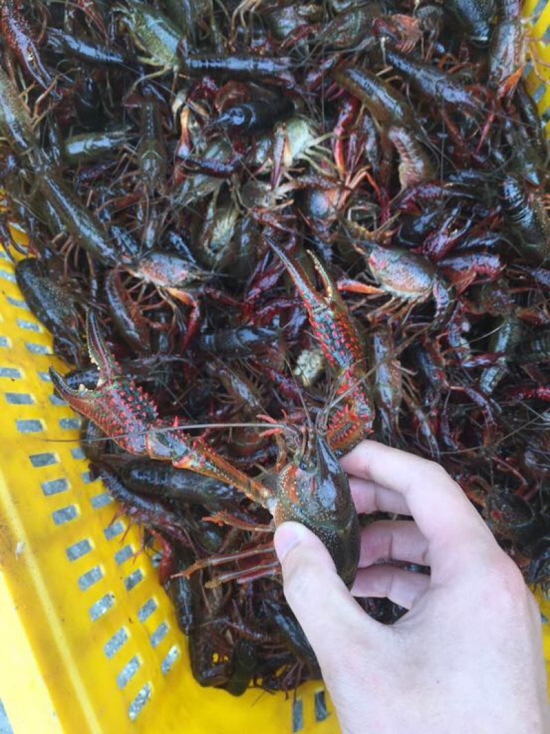青虾