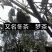 普洱茶