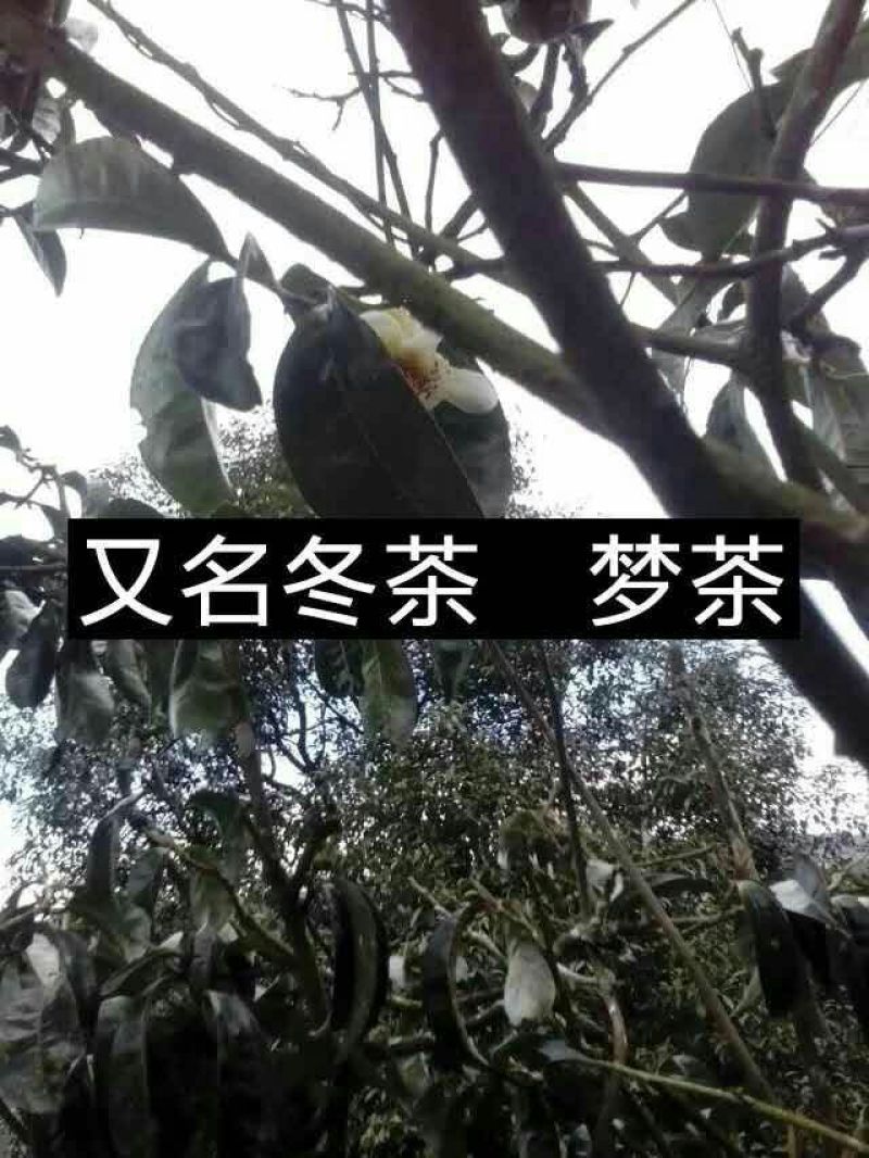 普洱茶