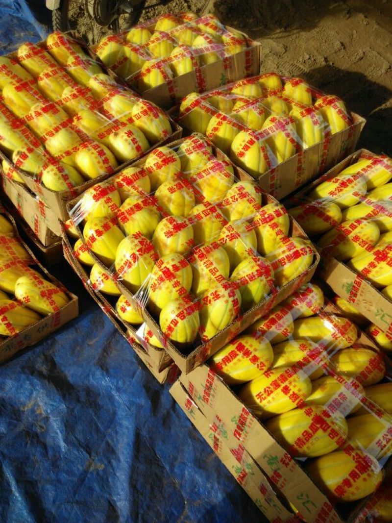丰田(黄子金玉)香瓜三月中旬上市精品甜瓜