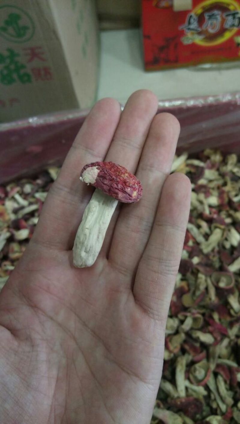 红菇
