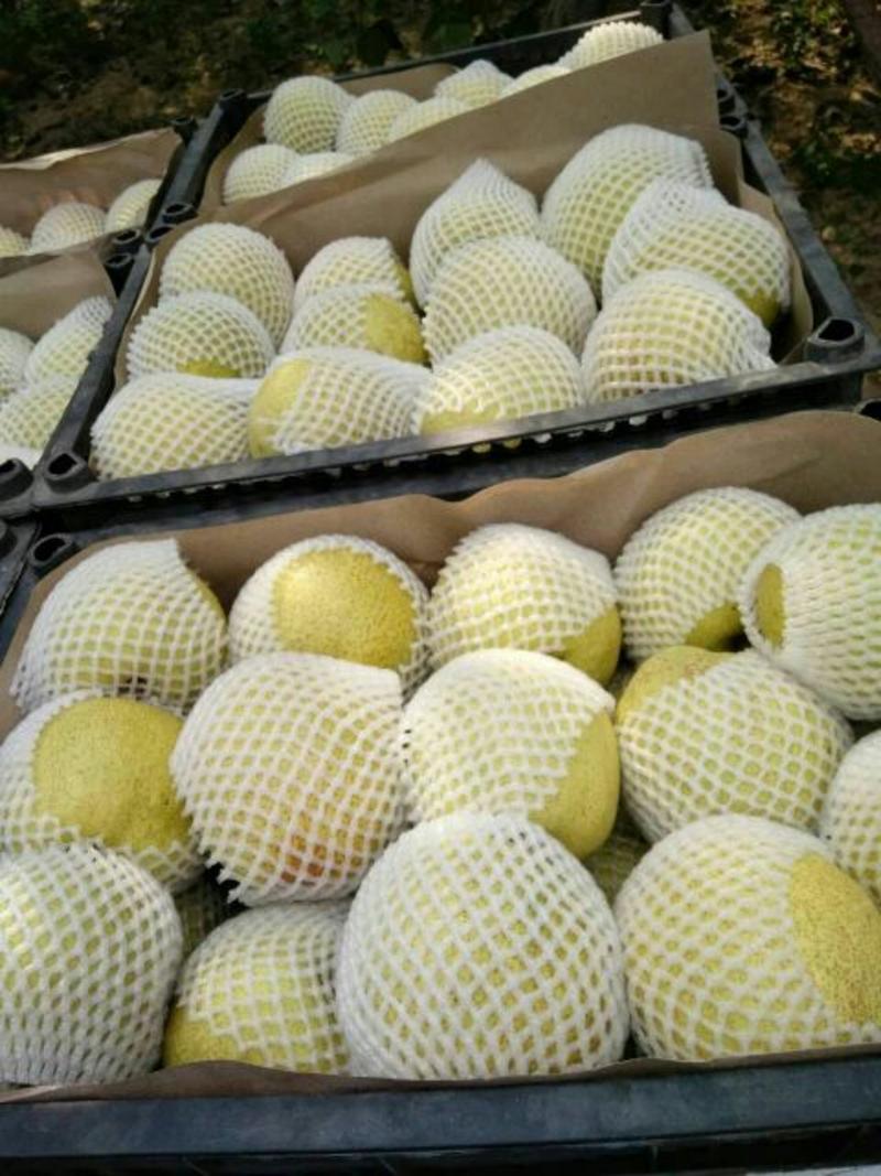 梨酥梨大量供货厂地直销光果