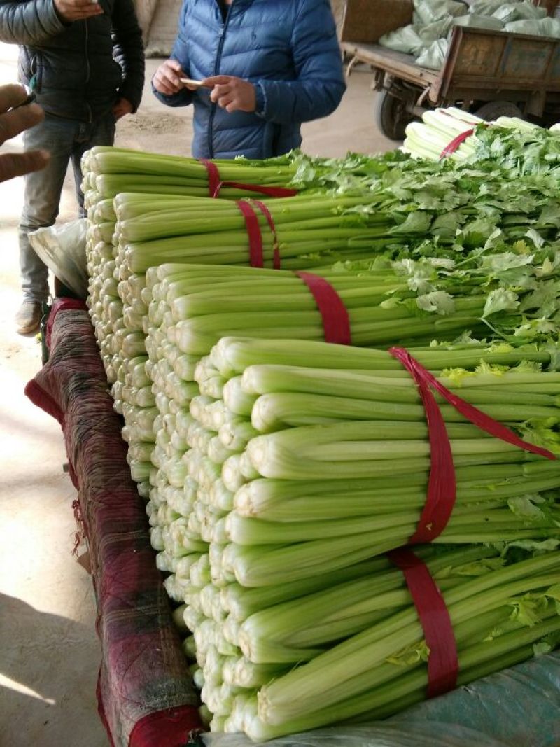 河北芹菜质量好价格低量大优惠常年供应欢迎咨询一手货源