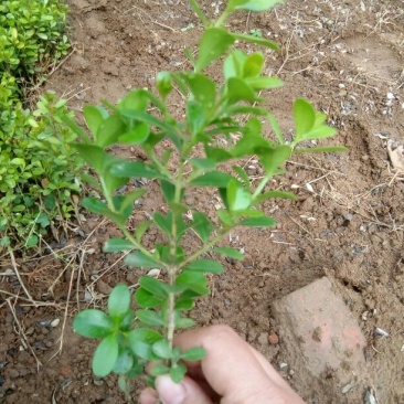 黄杨苗10~20cm