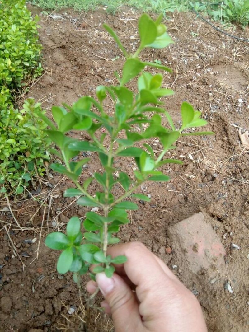 黄杨苗10~20cm