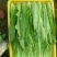 【油麦菜】河北油麦菜大量供应现摘现发可视频看货