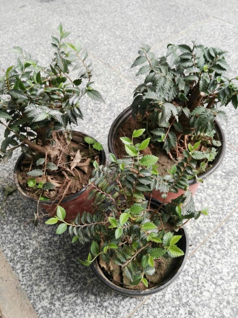 榔榆2~4cm4cm以下0.5m以下