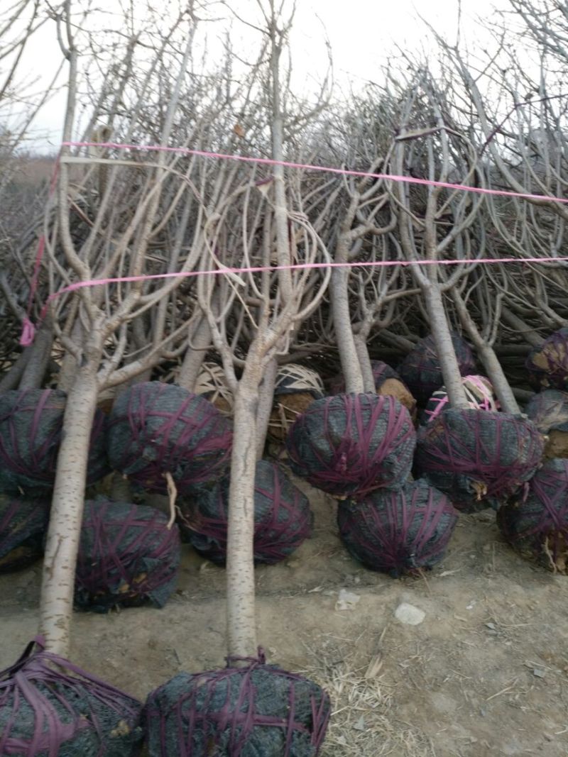 樱花树