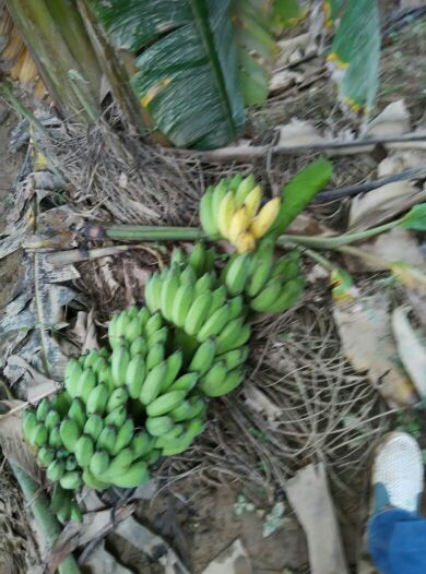 粉蕉广西梧州市岑溪市_批发_供应-一亩田农业