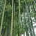 竹子3~4m