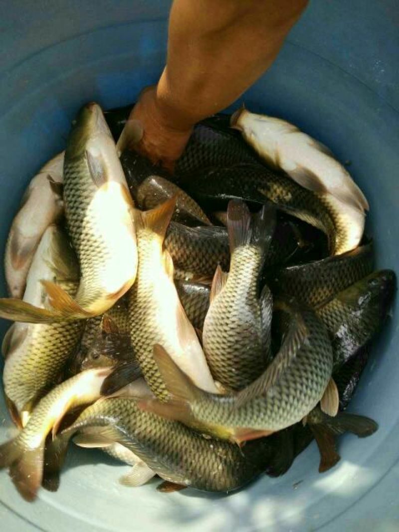 池鲤鱼饲料1~2公斤