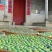 柑普茶特级