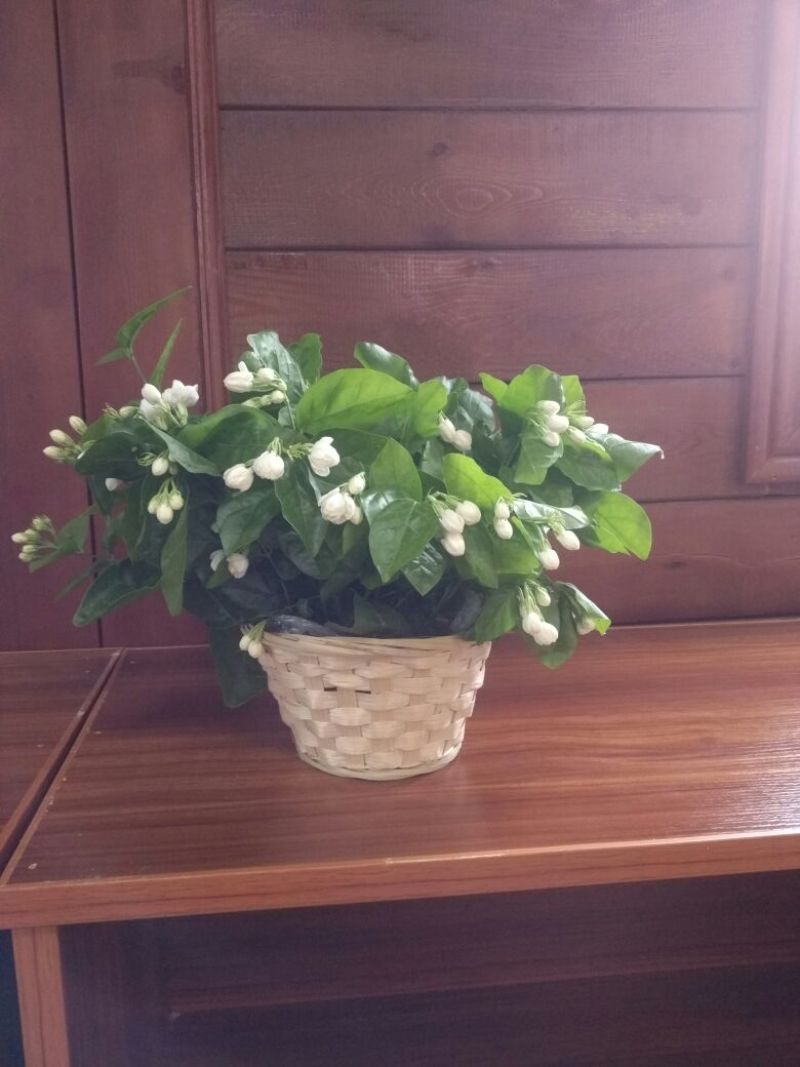 鲜切茉莉花