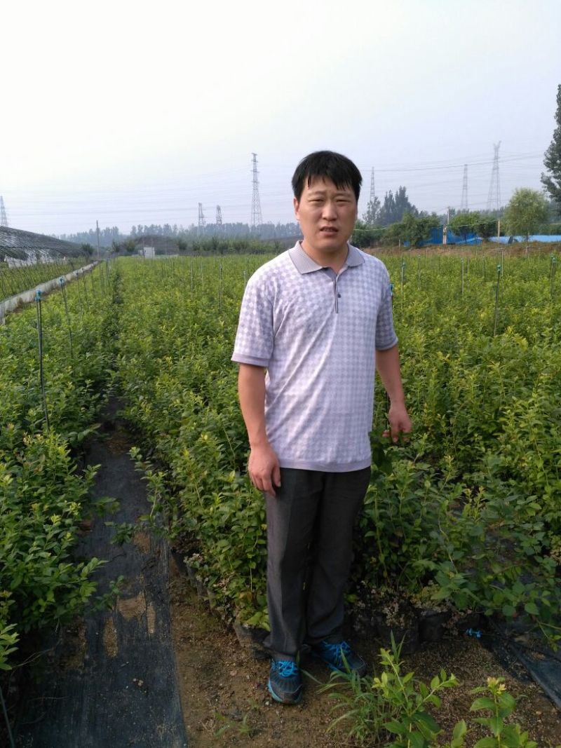 蓝莓苗2年以上50~80cm