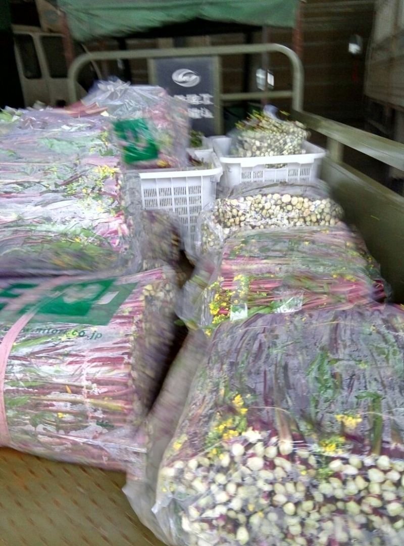 红菜苔20~30厘米
