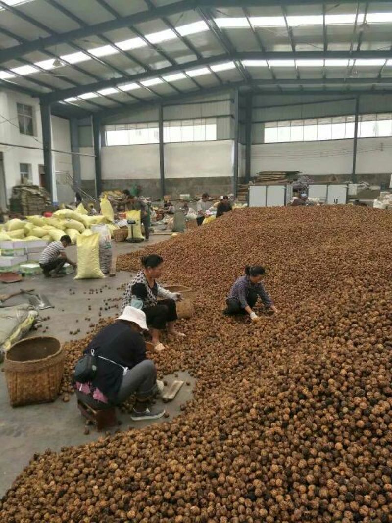 纸皮核桃30mm以上去皮干