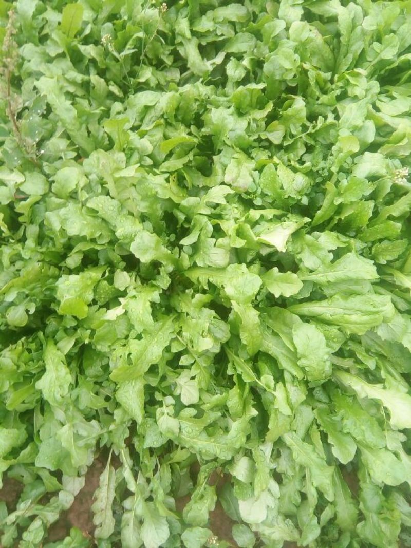 荠菜10cm以上，地菜，荠荠菜包饺子馄饨
