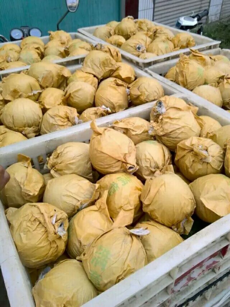 梨翠冠梨元黄梨纸袋包装现摘现发全国发
