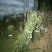 楚红猕猴桃苗嫁接苗0.8~1cm40~50cm