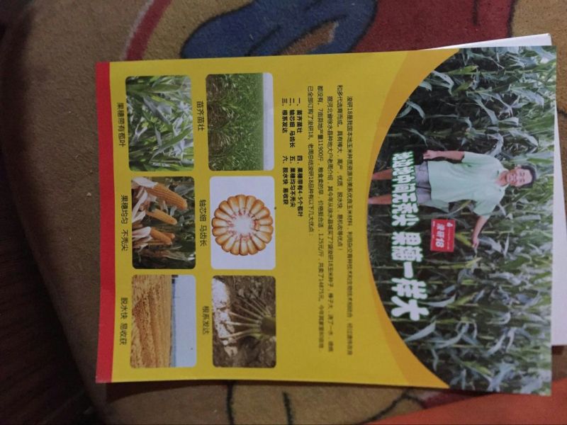 玉米种子