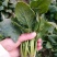 大叶菠菜20~25厘米