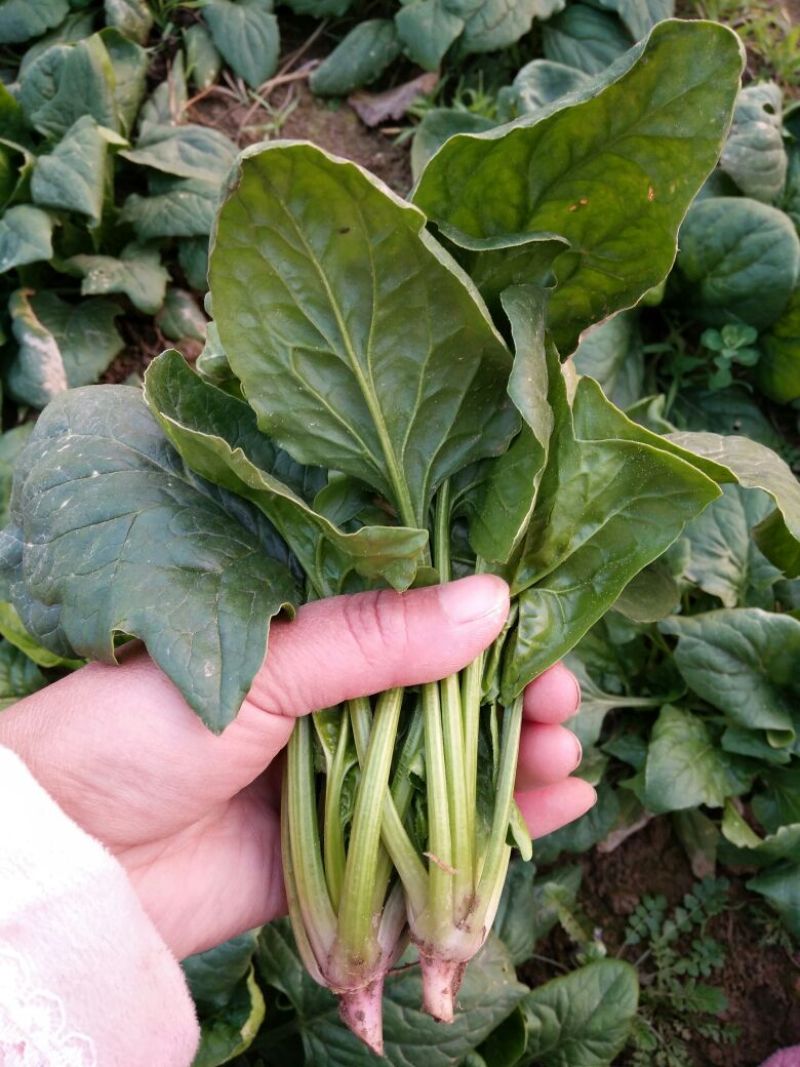 大叶菠菜20~25厘米