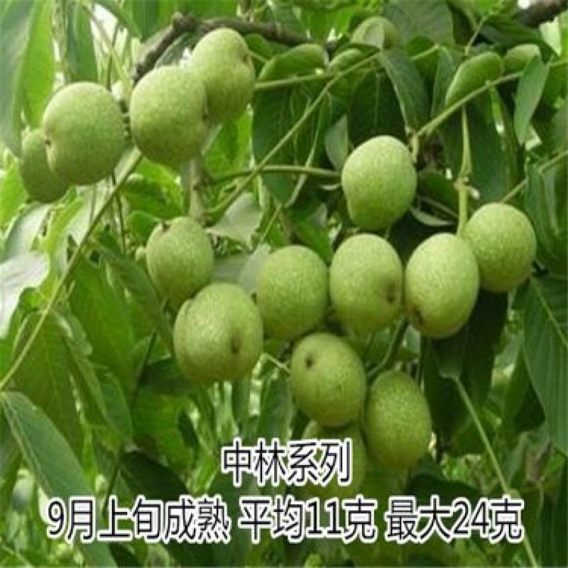 核桃苗50~100cm二年苗