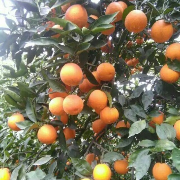 夏橙