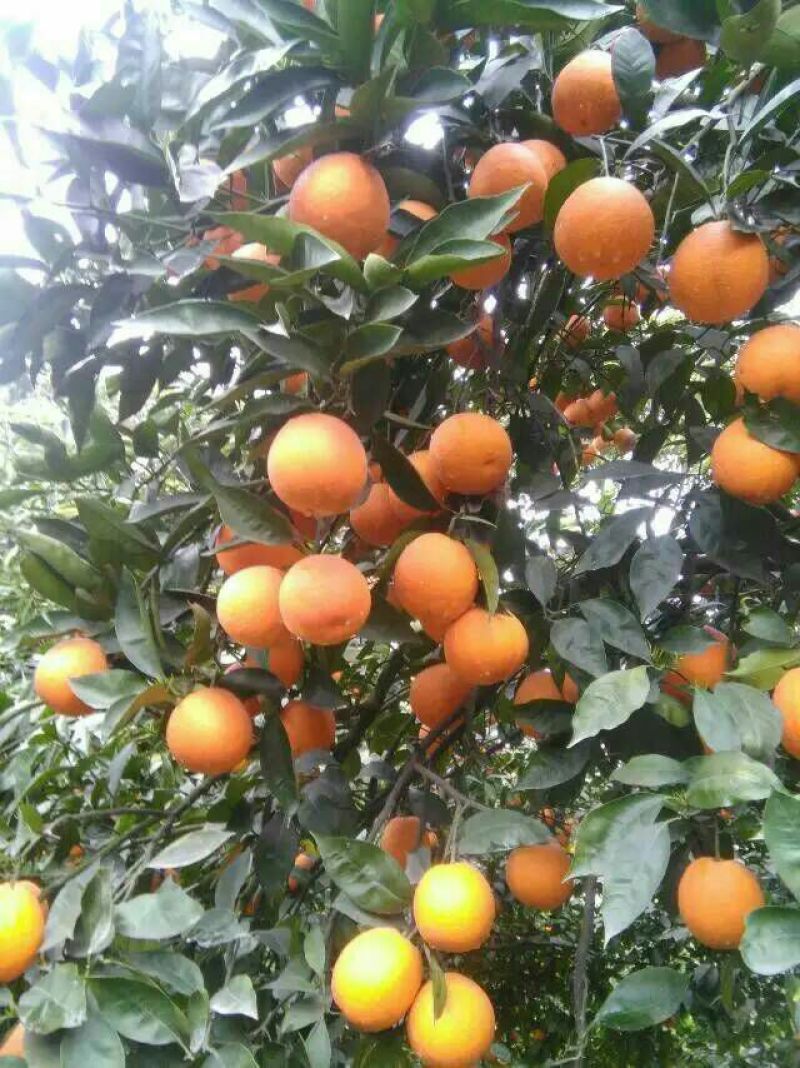 夏橙