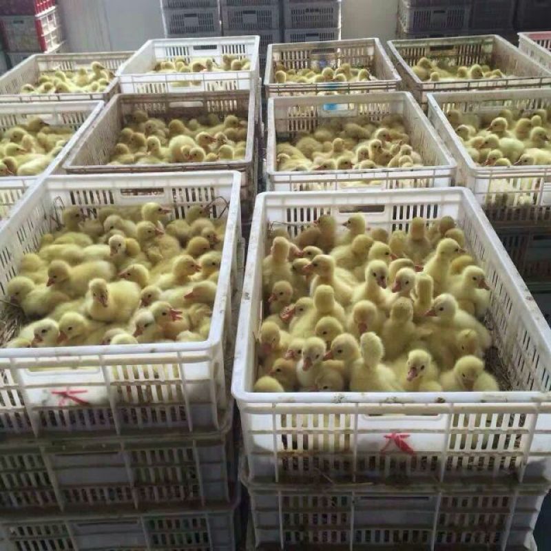 皖西白鹅鹅苗250g