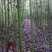 青枫201~230cm