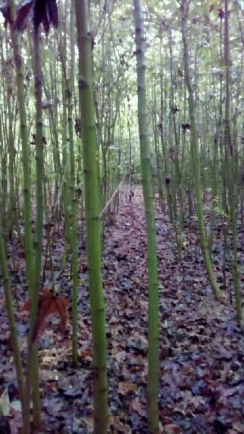 青枫201~230cm