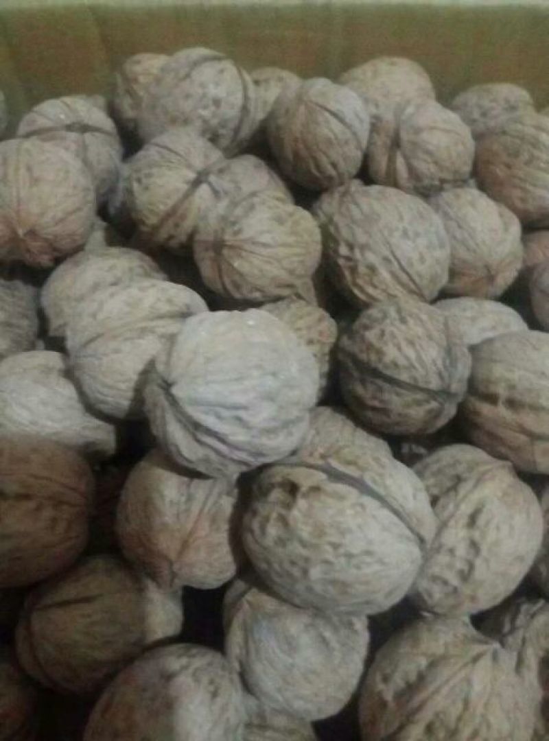 山核桃去皮干
