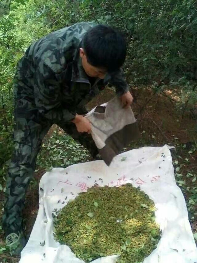 连翘树0.5~3cm100~150cm