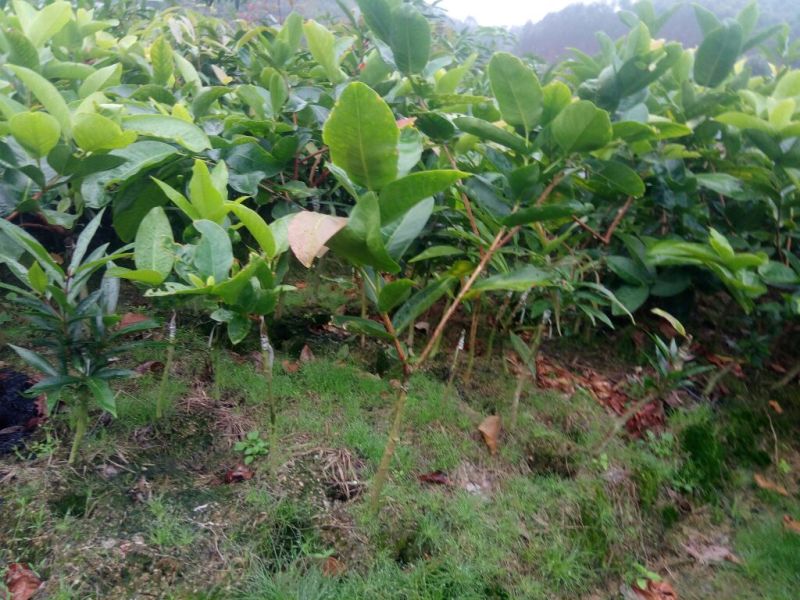 莲雾种苗黑金刚莲雾苗黑糖芭比莲雾苗大叶红莲雾苗