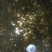 台湾泥鳅苗，3/5公分，包成活一个星期，大量死亡补苗