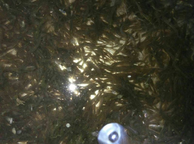 台湾泥鳅苗，3/5公分，包成活一个星期，大量死亡补苗