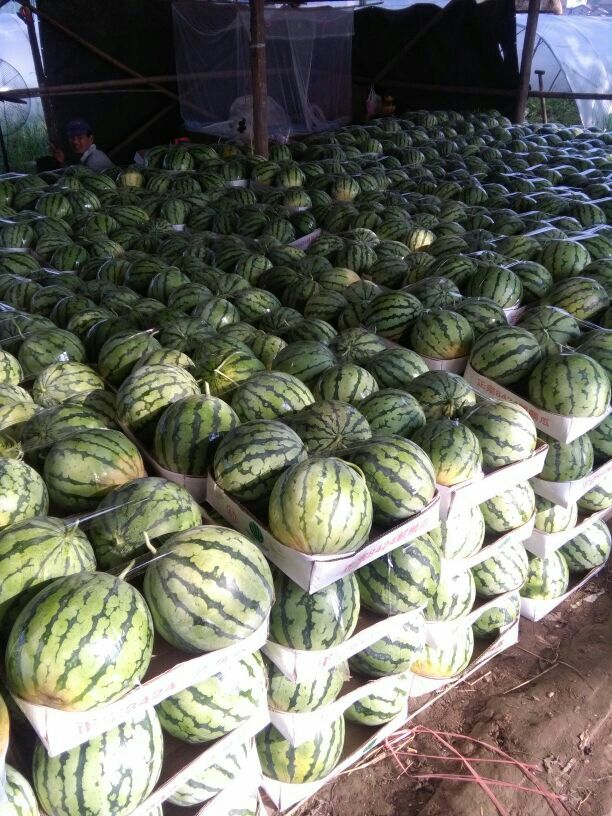 湖南岳阳市君山区花麒麟西瓜 6斤打底 8成熟 2