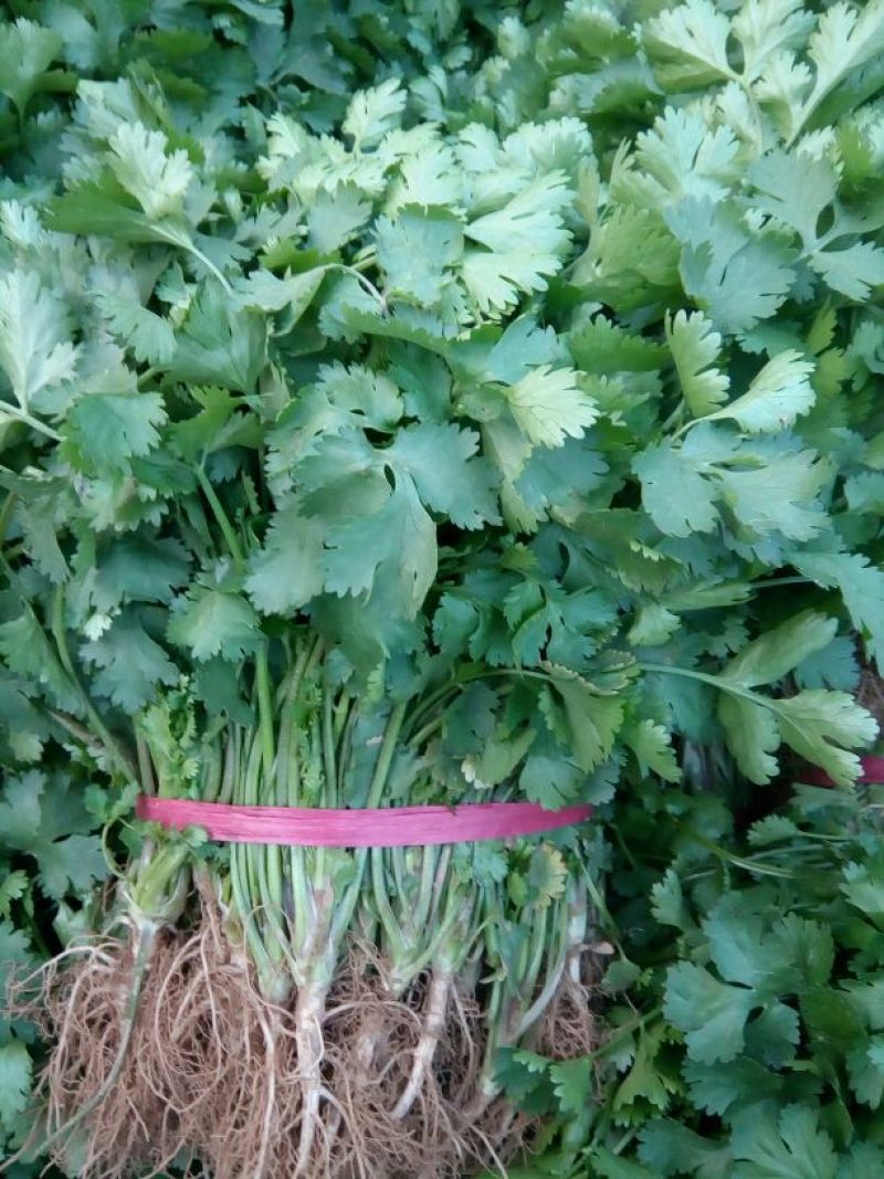 大叶香菜10~15厘米以上