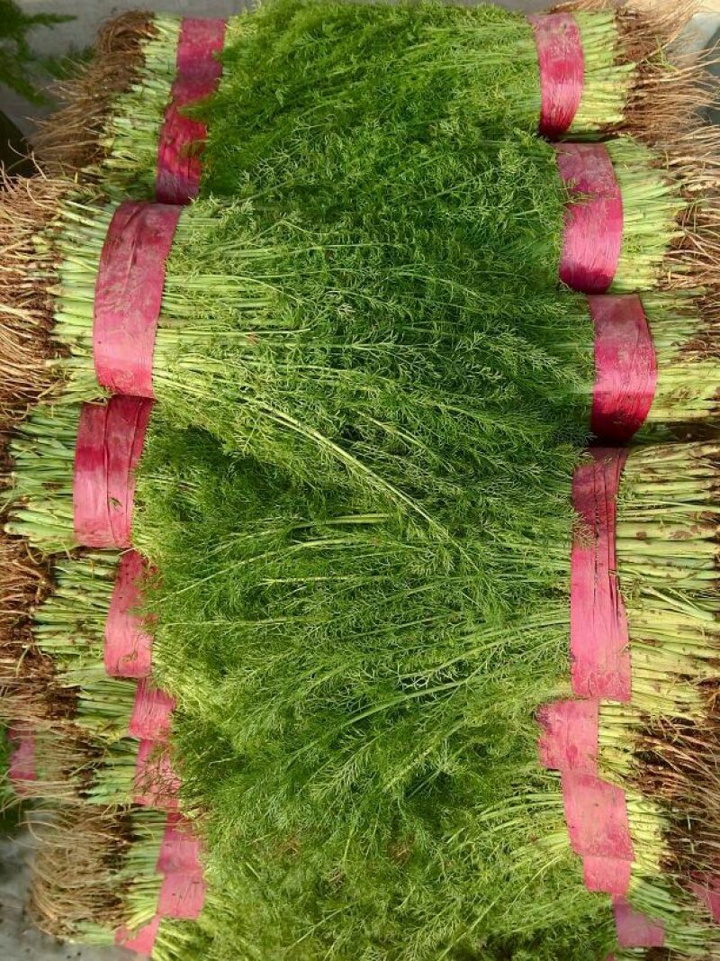 我处茴香量大从优，需要的联系了