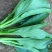 菜苔