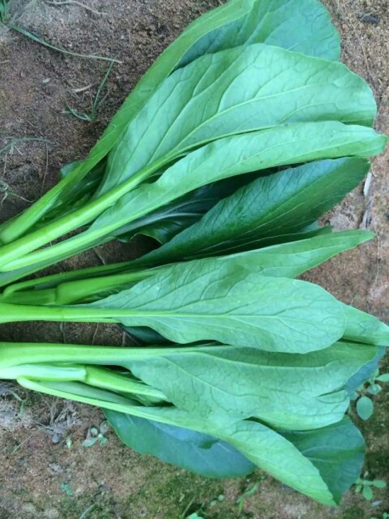 菜苔