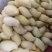 云南保山鹰嘴芒果