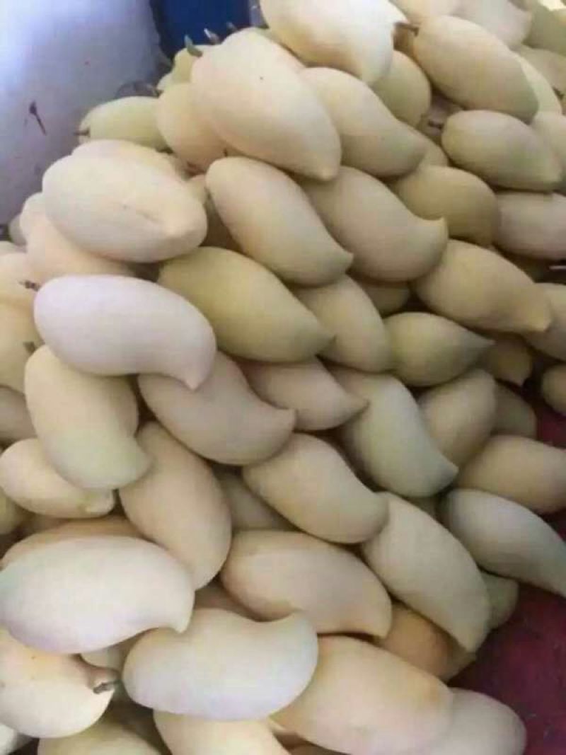 云南保山鹰嘴芒果