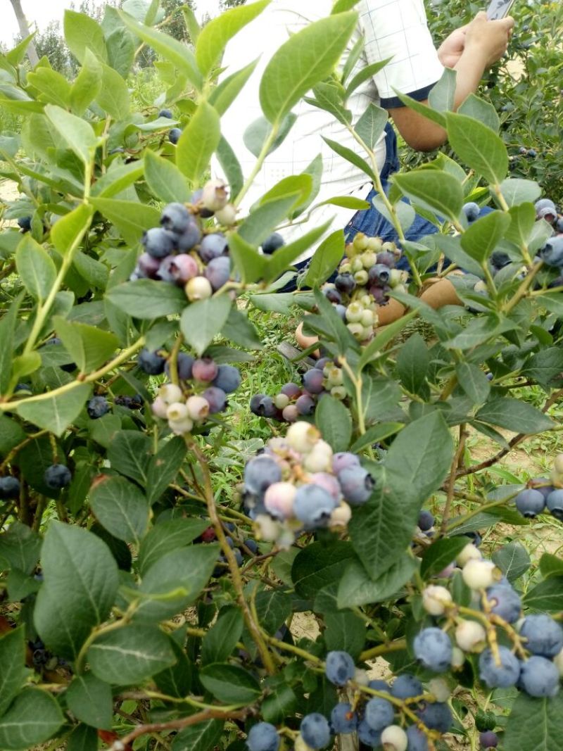 蓝莓苗0.5~1年10~20cm
