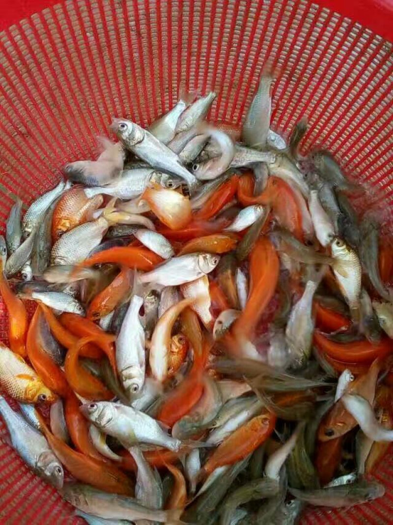 池鲤鱼食用1~2公斤