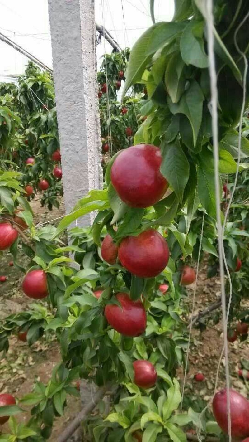 山东优质中油4号，126油桃大量上市，质优价廉货源充足。