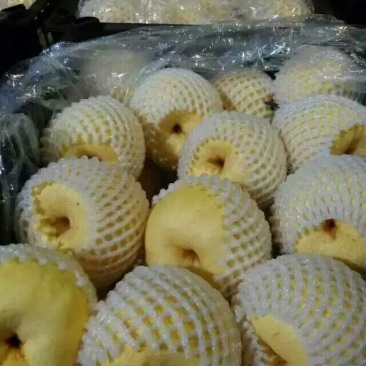 酥梨200~250g纸袋