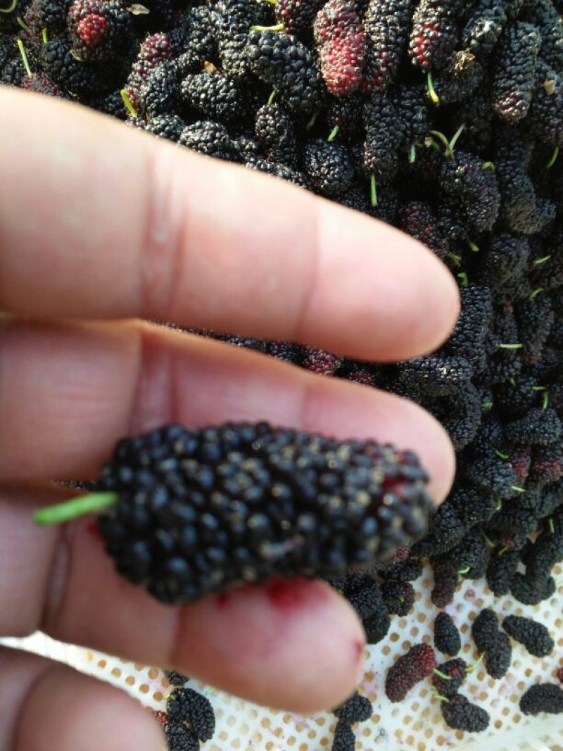 桑葚4~5cm